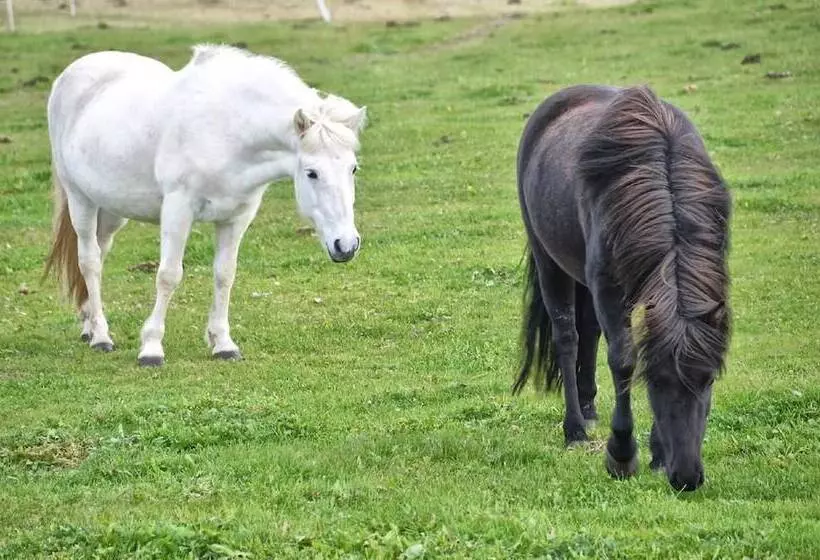 پانسیون Saltvík Farm Guesthouse