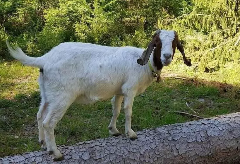 Ferienwohnungen Linkemühle