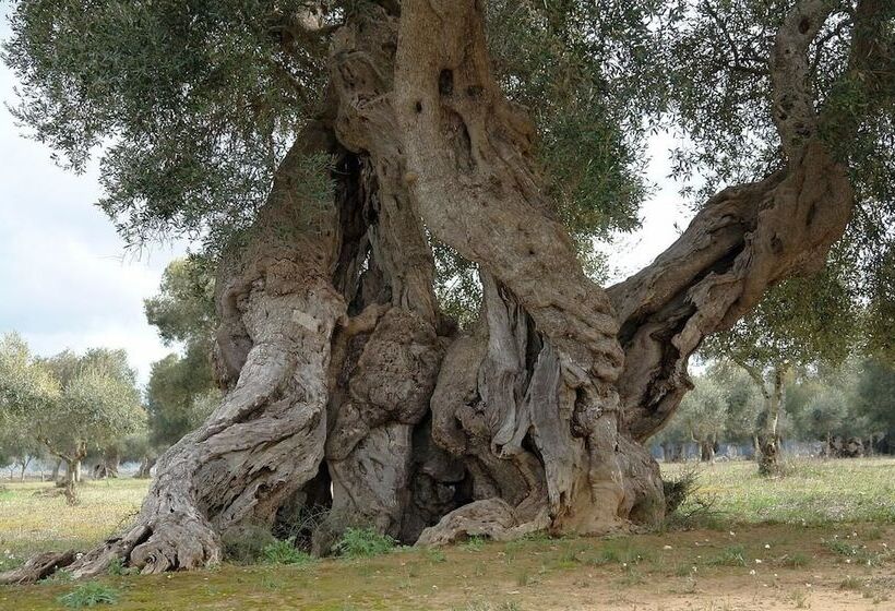 هتل روستایی Agriturismo Tenuta Chianchizza