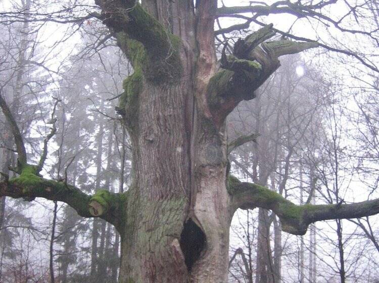 בית מלון כפרי Gasthaus Zum Lindenwirt