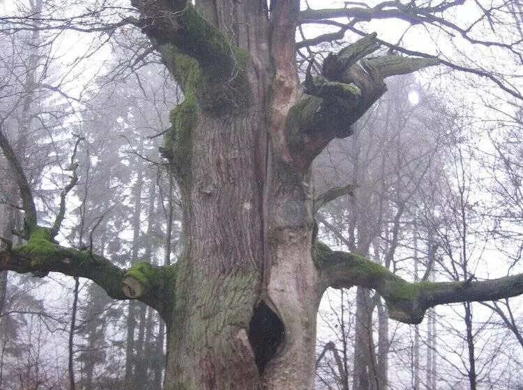 Hotelli Gasthaus Zum Lindenwirt