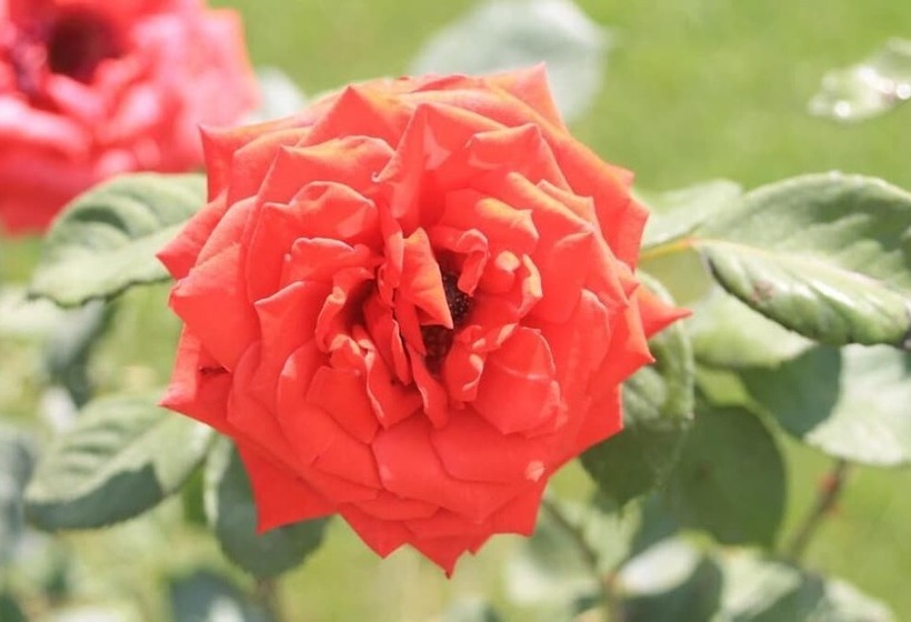 בית מלון כפרי Bio Agriturismo Il Torrione