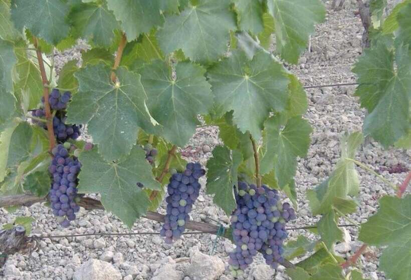 田舎風ホテル Bio Agriturismo Il Torrione