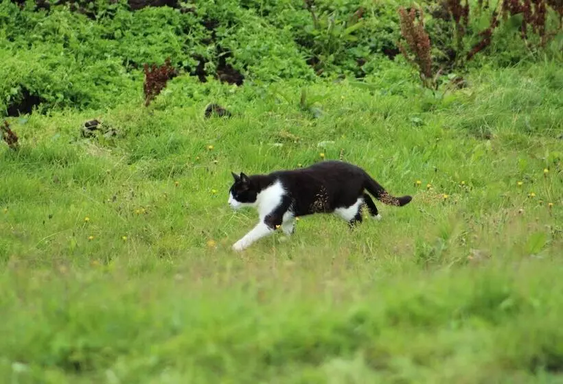 پانسیون Hestakráin