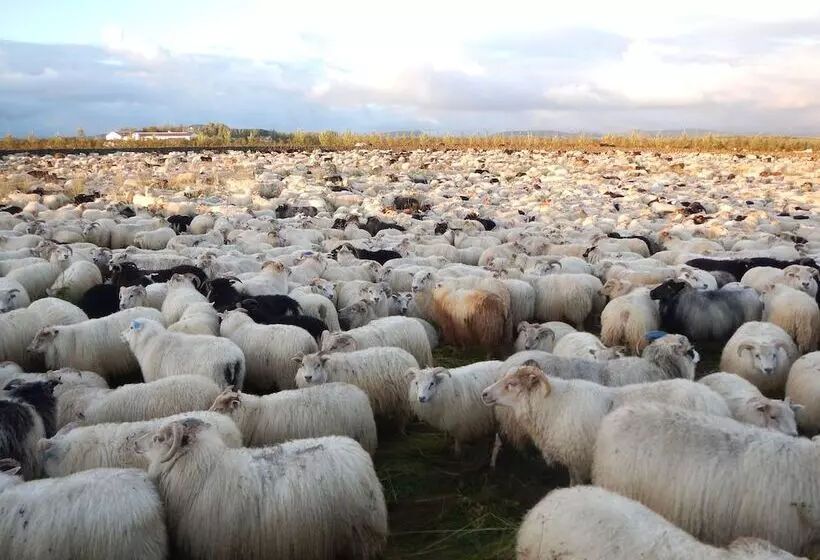 پانسیون Hestakráin