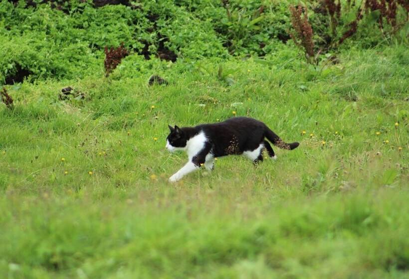 پانسیون Hestakráin