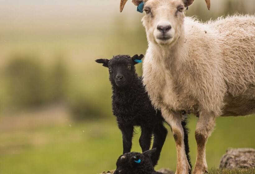 پانسیون Hestakráin