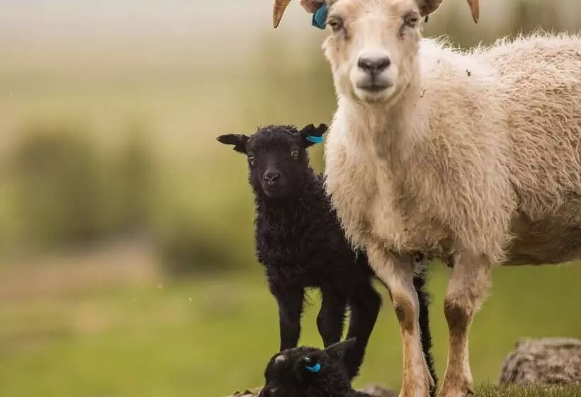 پانسیون Hestakráin