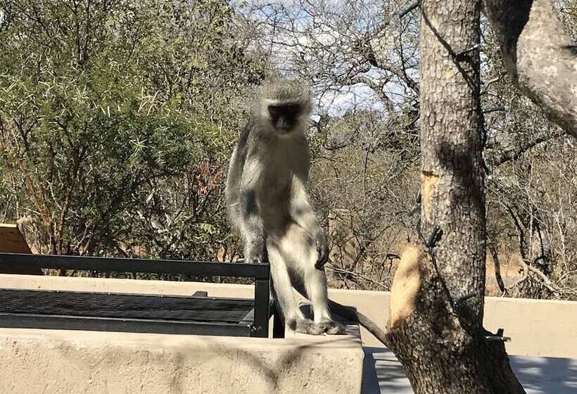 酒店 Lindiwe Safari Lodge