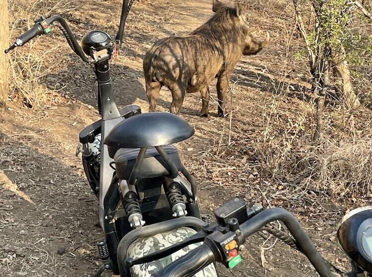 酒店 Lindiwe Safari Lodge