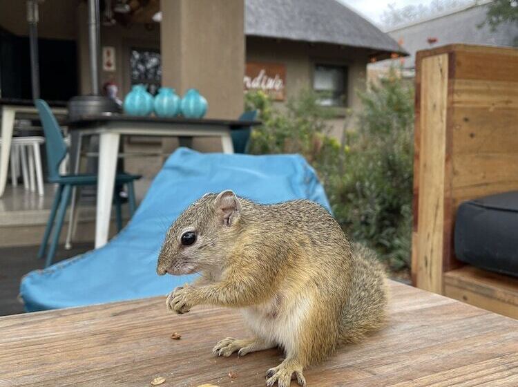 酒店 Lindiwe Safari Lodge