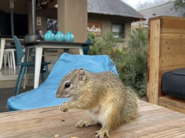 Hotelli Lindiwe Safari Lodge