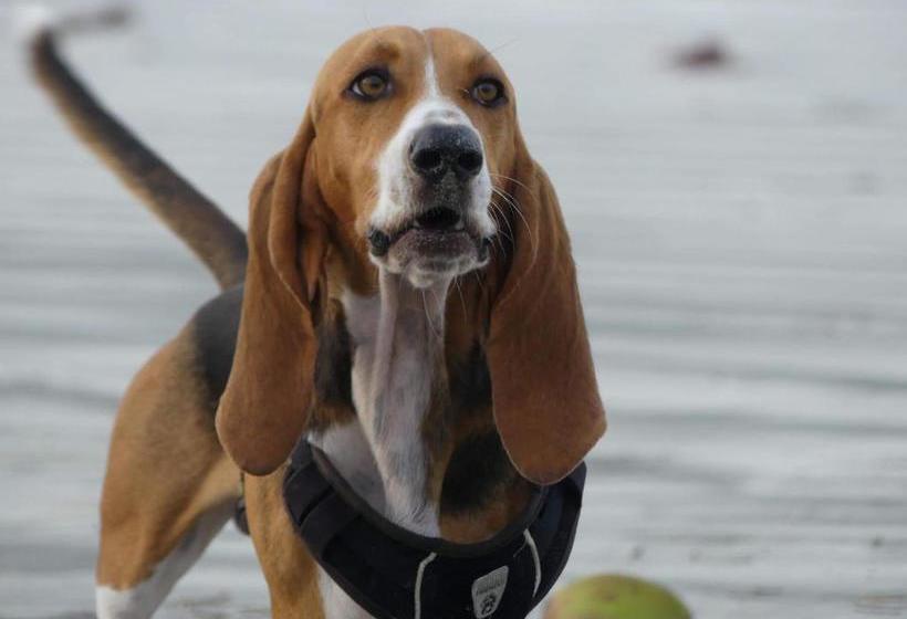 تختخواب و صبحانه Bahia Paraíso Guest House