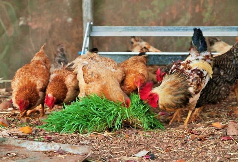 Hotel Rural Marrakesh Organics