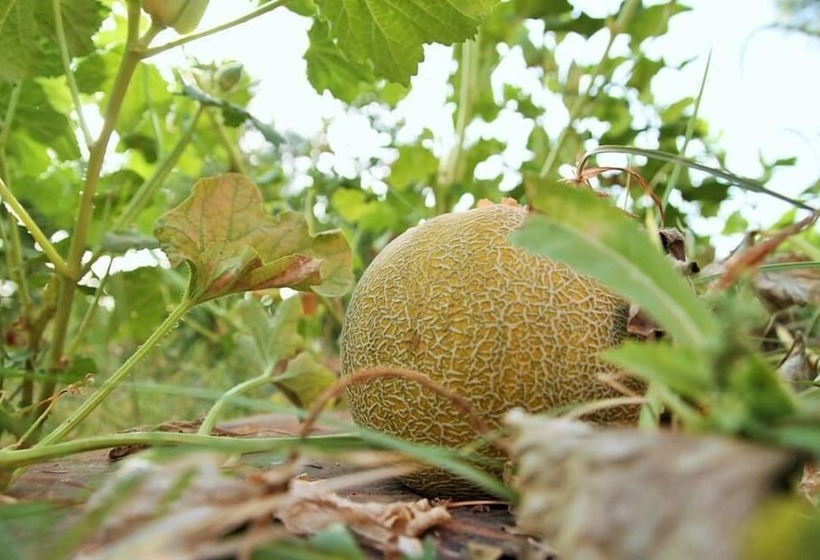 Hotel Rural Marrakesh Organics