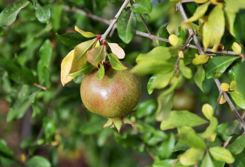 Hotel Rural Marrakesh Organics
