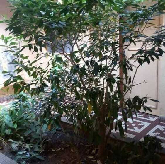 پانسیون Bassnere