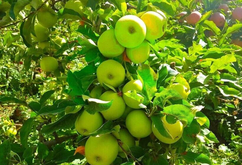 Pension Atlas Imoula