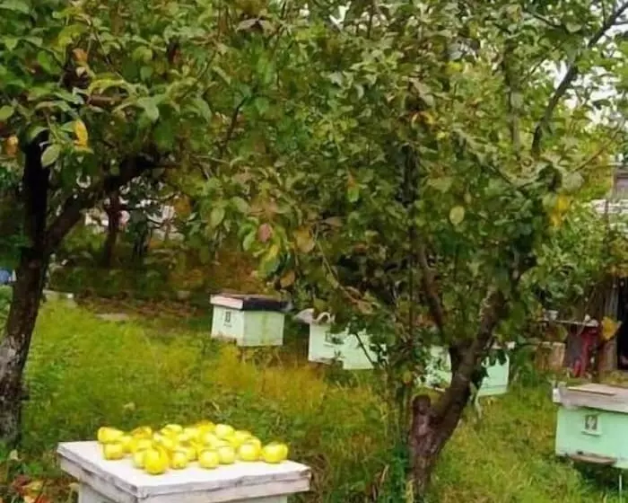 پانسیون Farmer's Guest House