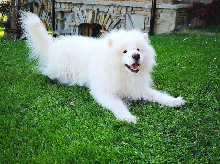 پانسیون Willa Turnia