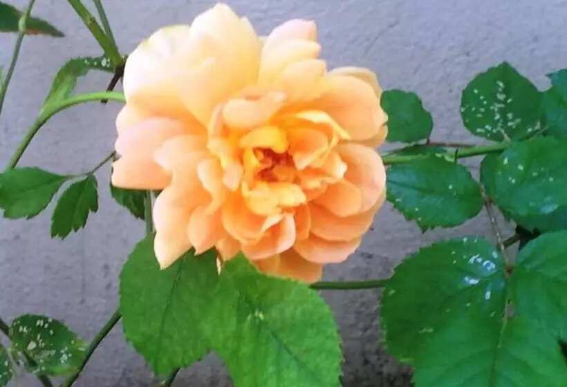 Aamiaismajoitus (B&B) Residenza Elisa