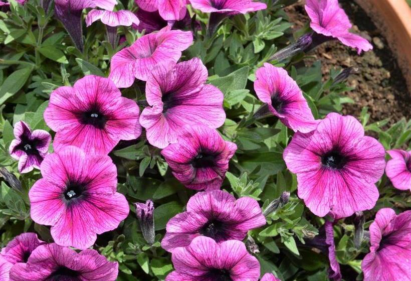 Bed and Breakfast Astra