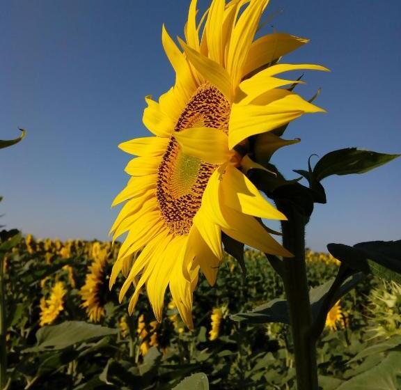 فندق ريفى Agriturismo Bocci