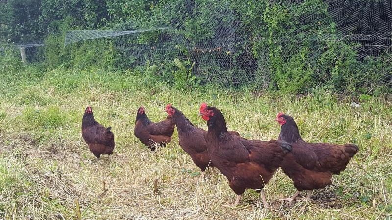 Brookvale Bed & Breakfast