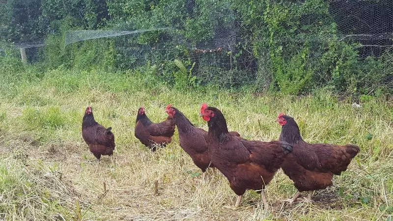 Brookvale Bed & Breakfast