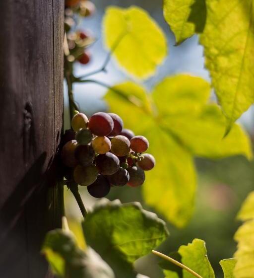 Отель Martiany 21