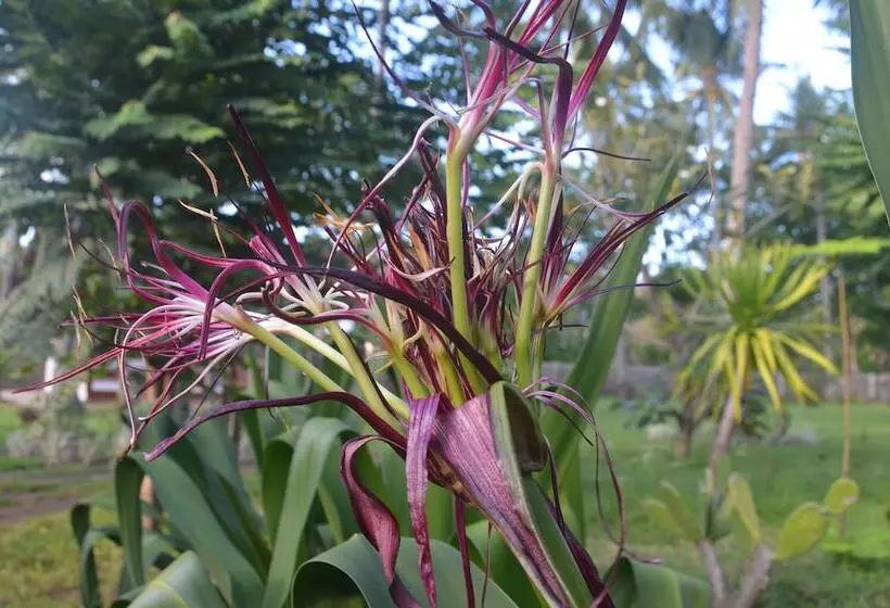 ベッドアンドブレックファースト Amigos Bungalows Gili Meno