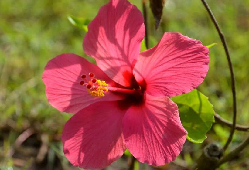 مبيت وإفطار Amigos Bungalows Gili Meno