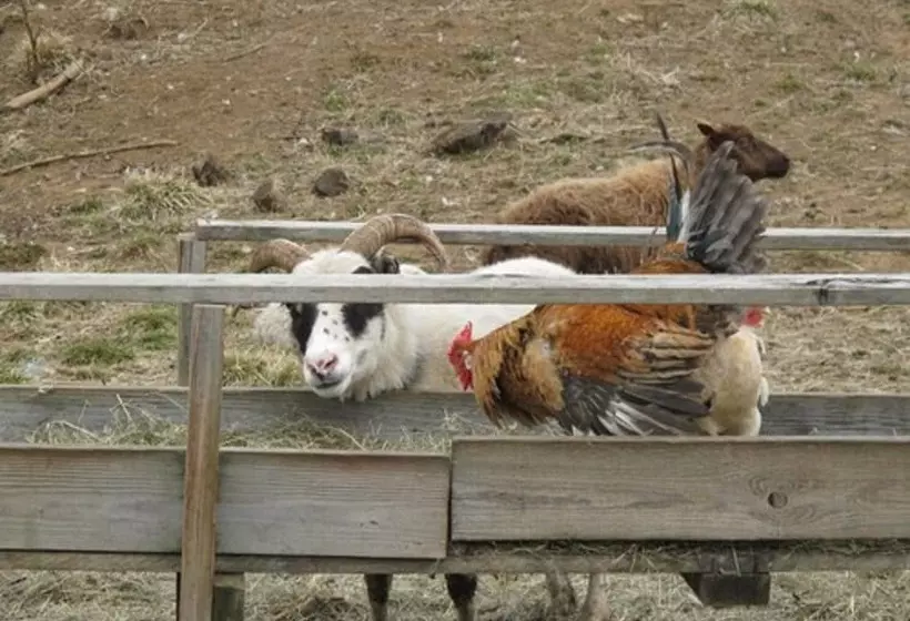 پانسیون Lamb Inn öngulsstaðir