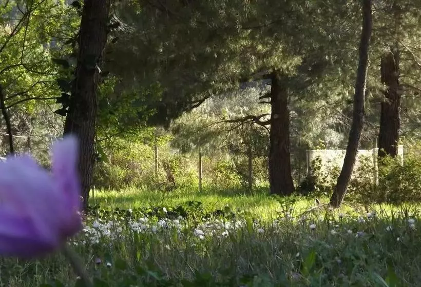 Pefka Studios & Apartments