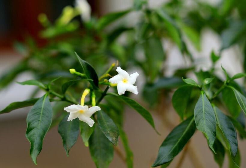 مبيت وإفطار Seasons Villa