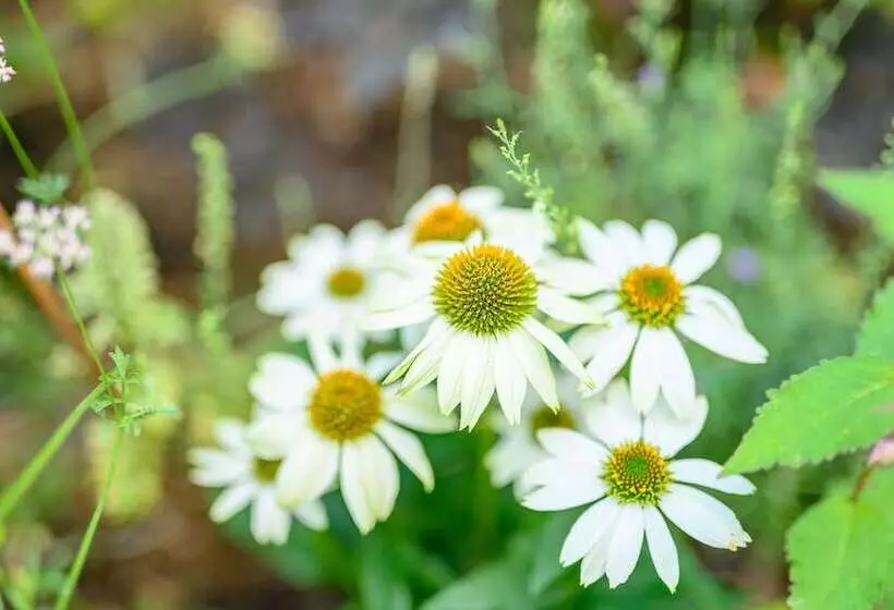 Ryokan Yufuin Waraneko No Yado