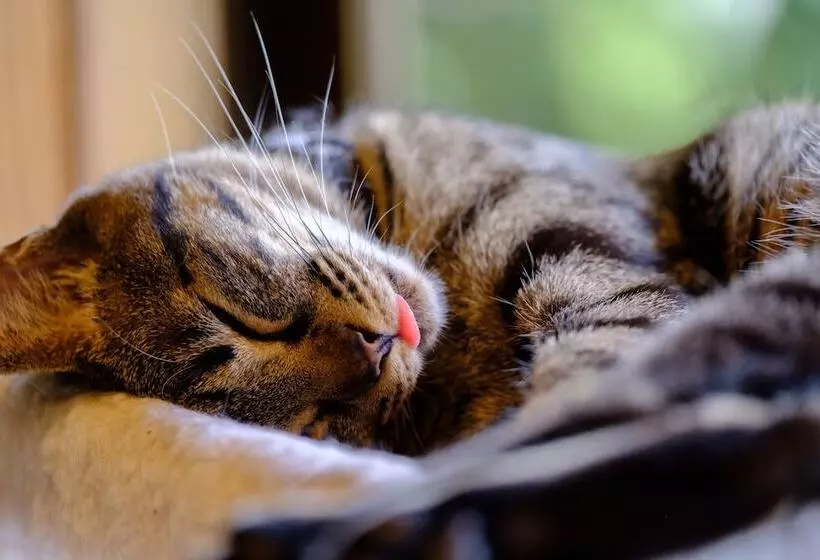 Ryokan Yufuin Waraneko No Yado