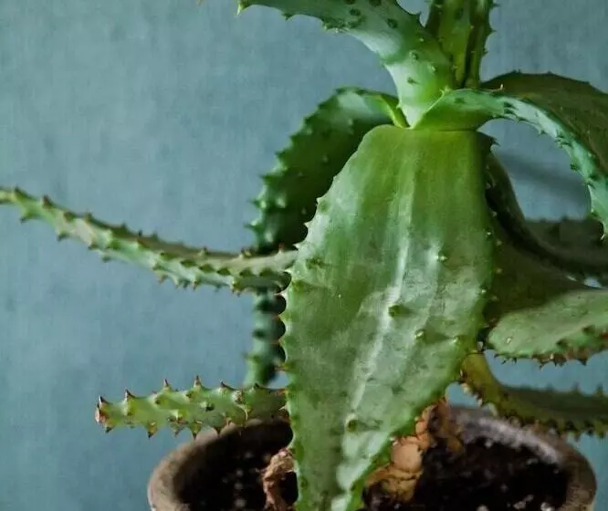 Aamiaismajoitus (B&B) Ambers & Grace Guest Farm