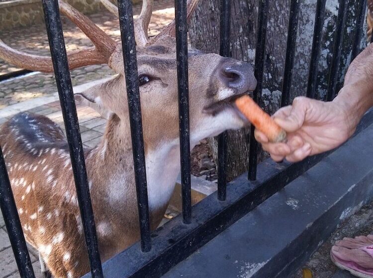 민박 Gio Guesthouse Bogor