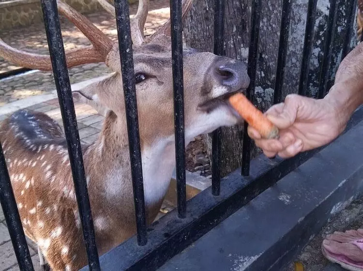 Bed & Breakfast Gio Guesthouse Bogor