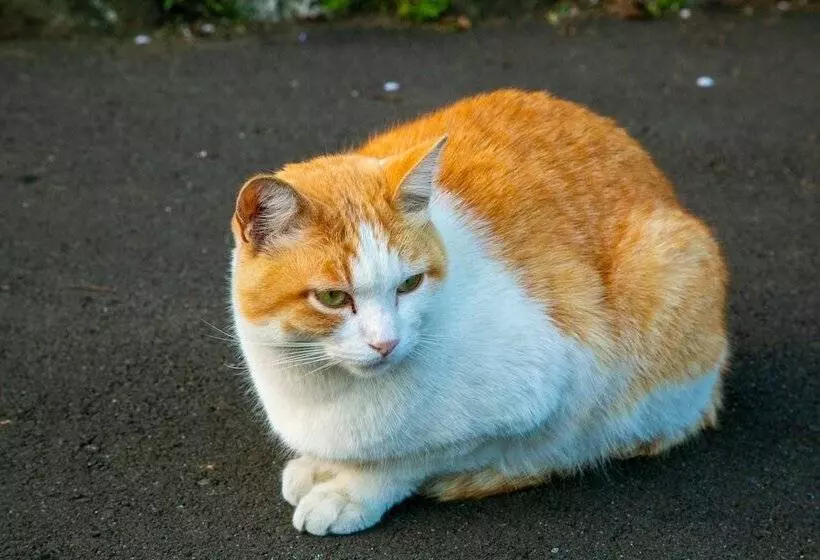 Ryokan Yufuin Lamp No Yado