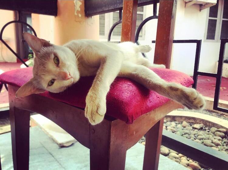 فندق Ballard Bungallow