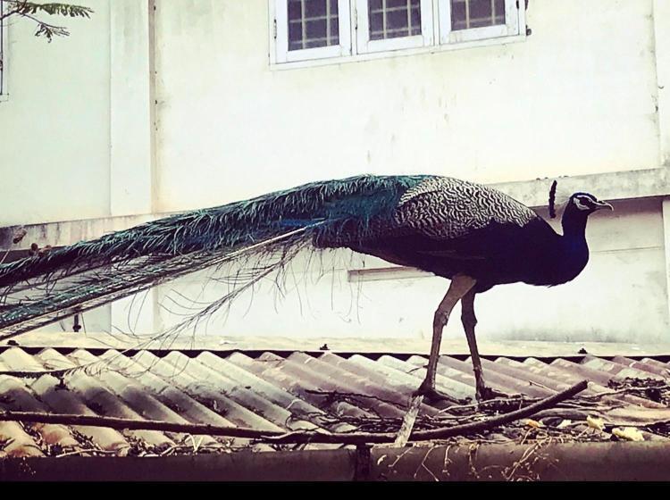 فندق Ballard Bungallow