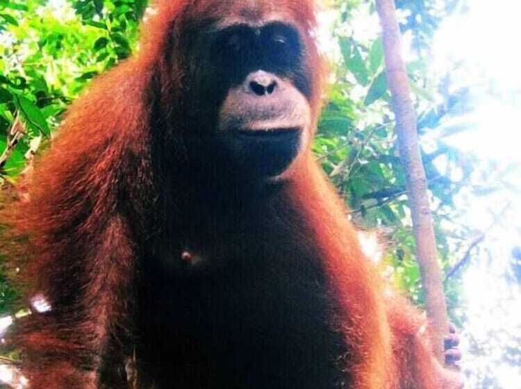 بنسيون Bugis Inn