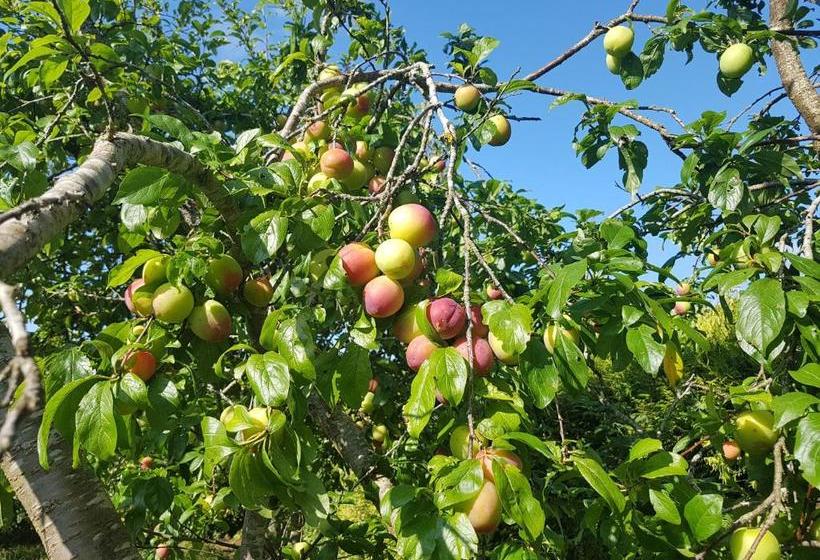 膳宿费 Mirador De Rouris