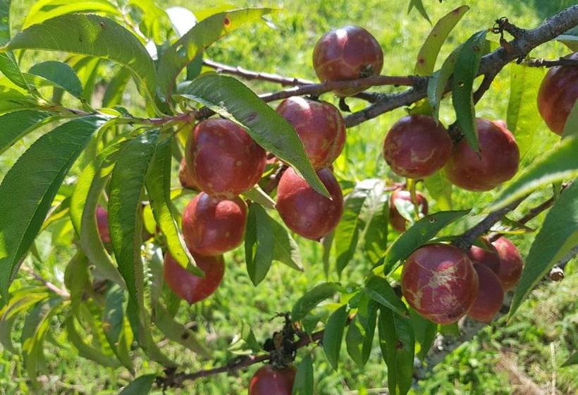 膳宿费 Mirador De Rouris