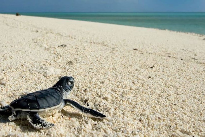 בית מלון כפרי Good Karma Ayurvedic Resort