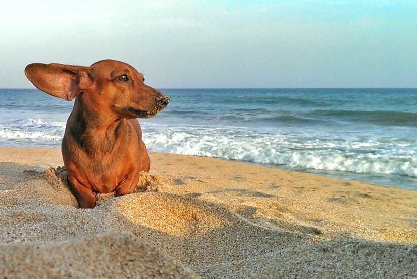 בית מלון כפרי Good Karma Ayurvedic Resort