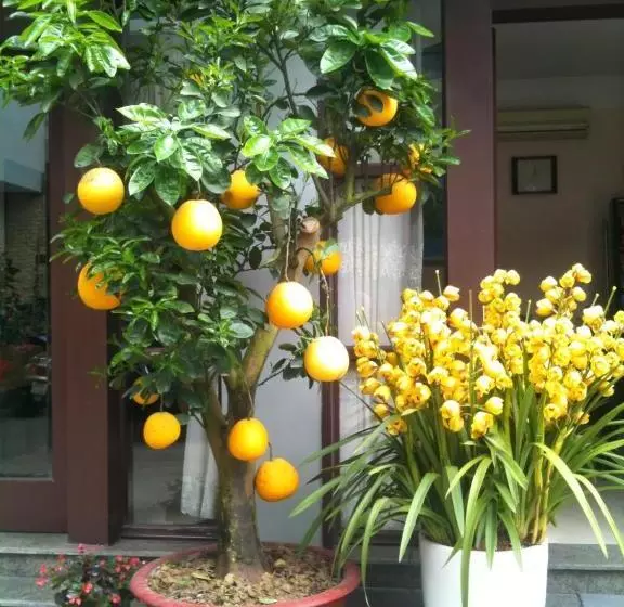 هتل Thien Anh