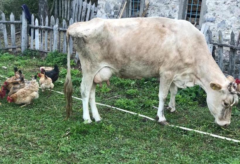 Pensiune Marash Rrgalla Guesthouse